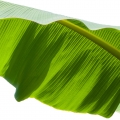 Banana Leaf